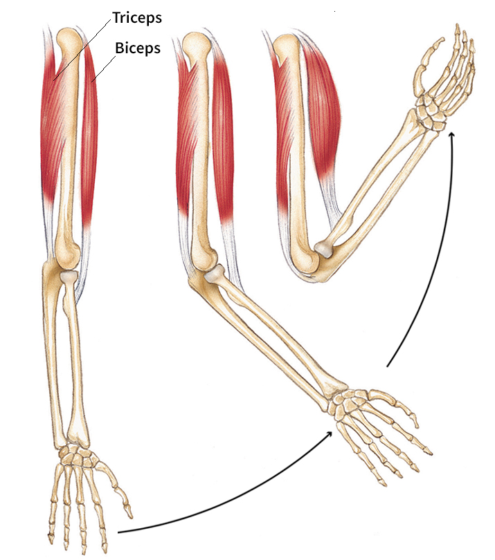 How skeletal muscles move a limb