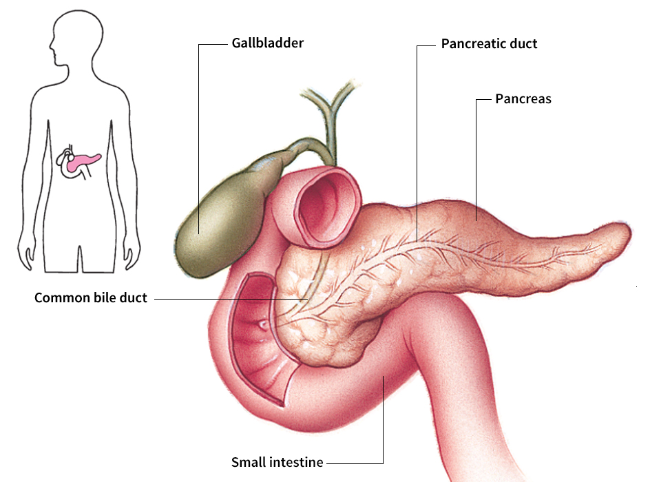 Pancreas