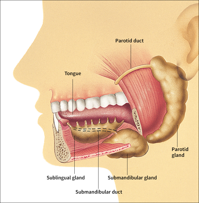 Saliva