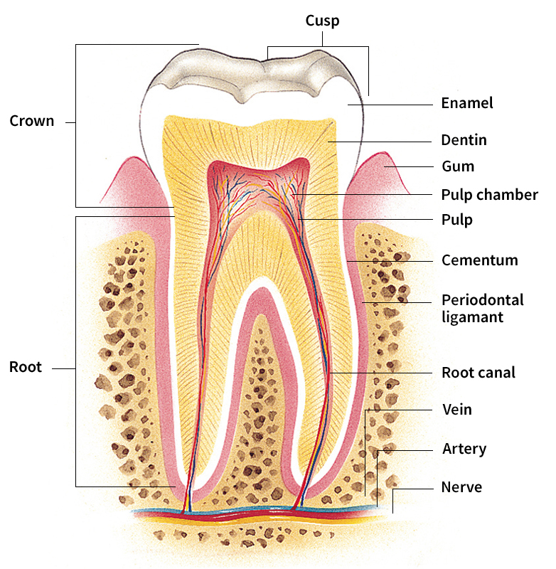 Parts of a tooth