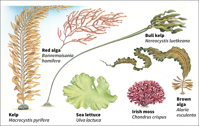 Some types of seaweeds