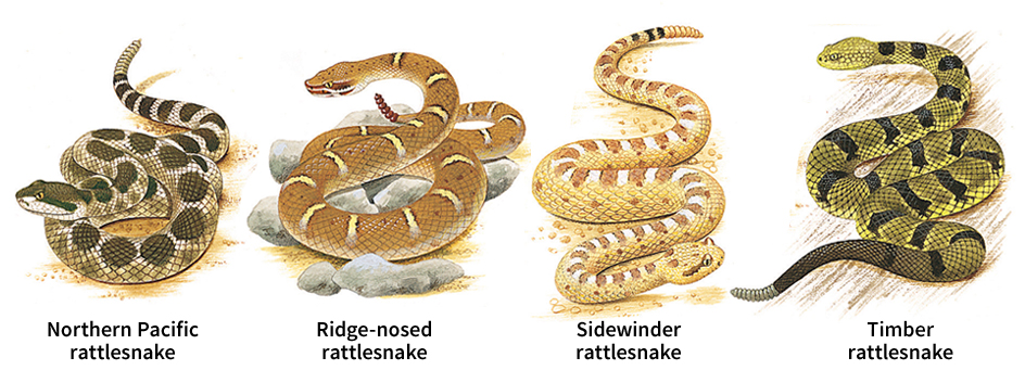 Some common varieties of rattlesnakes