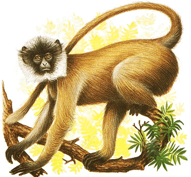 Langur