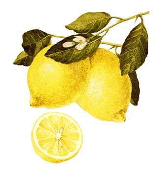 Lemon