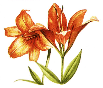 Wood lilies