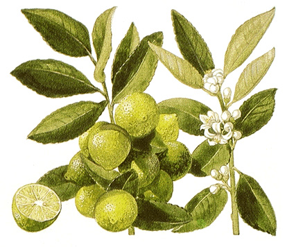 Limes