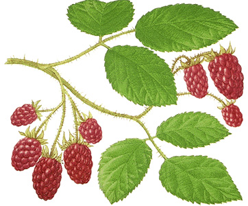 Loganberries