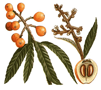 Loquats