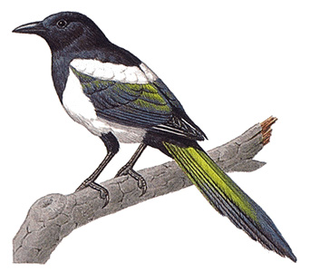 Magpie