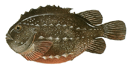 Male lumpfish