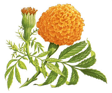 African marigold