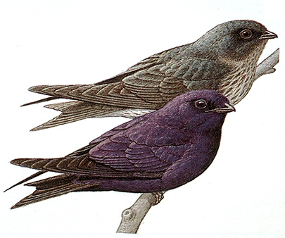 Purple martin