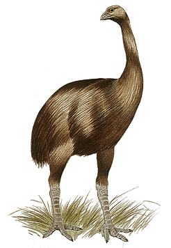 Moa