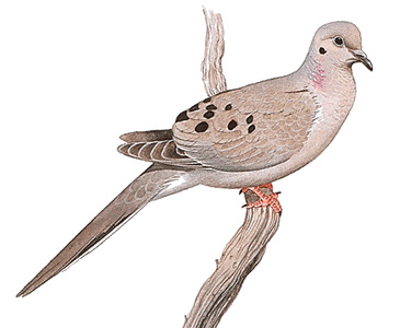 Mourning dove