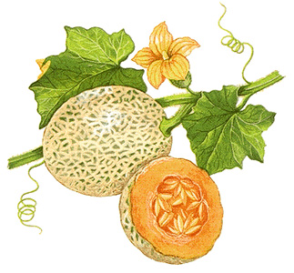 Cantaloupe