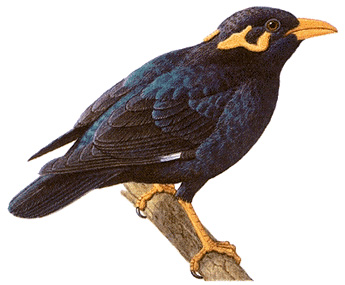 Talking myna