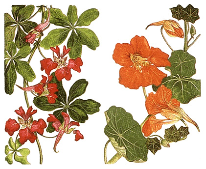 Nasturtium