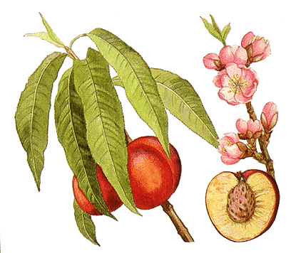 Nectarine