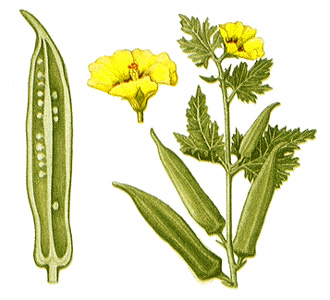 Okra