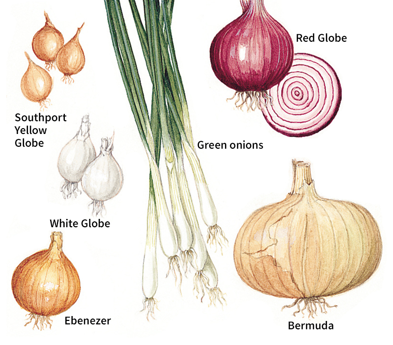 Onion