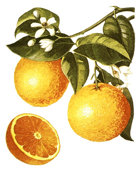 Oranges