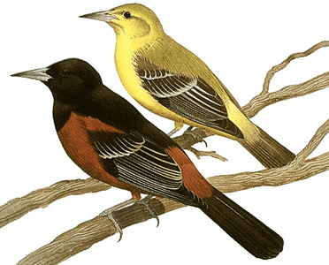 Orchard oriole