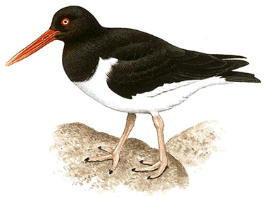 Oystercatcher