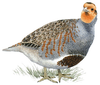 Gray partridge