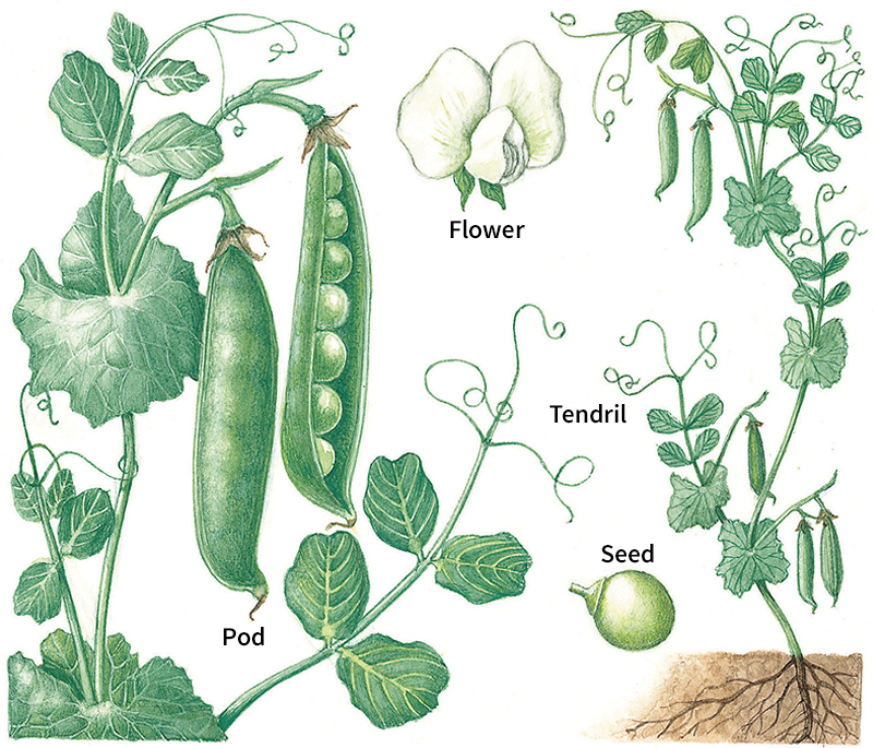 Pea plants