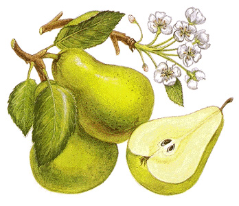 Pears