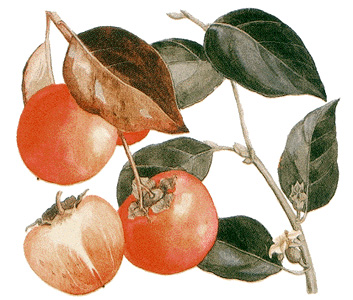 Persimmons