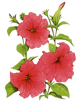 Petunias