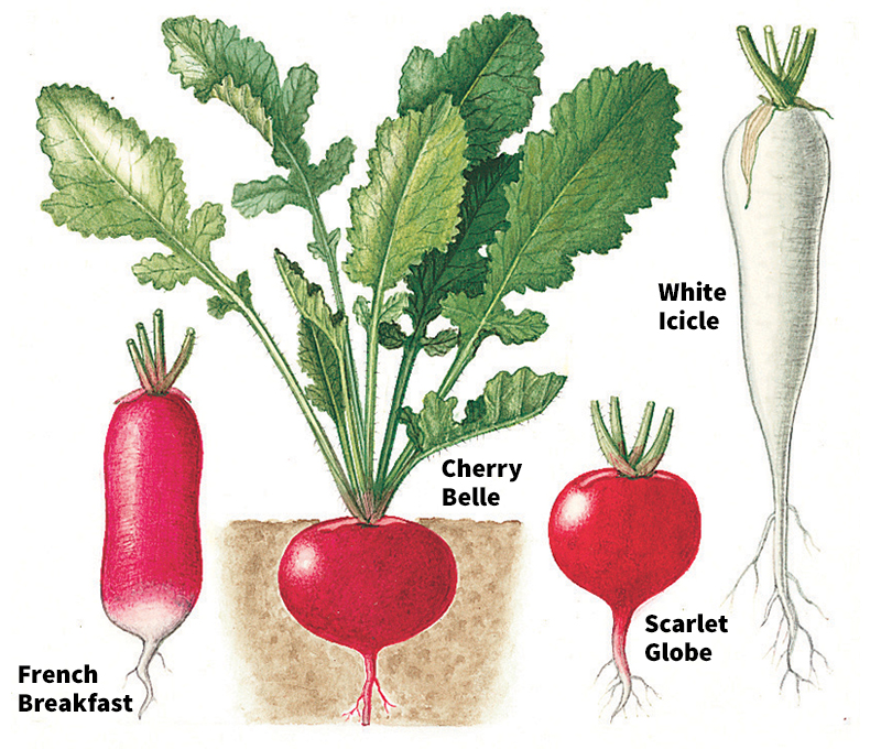 Radishes