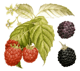 Raspberries