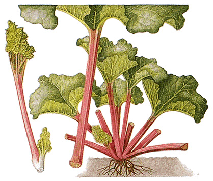 Rhubarb plant