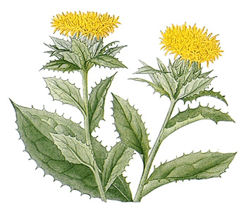 Safflower