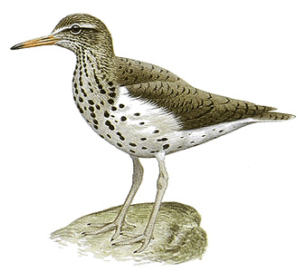 Spotted sandpiper