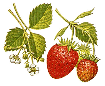 Strawberry plants