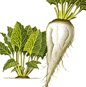 Sugar beets