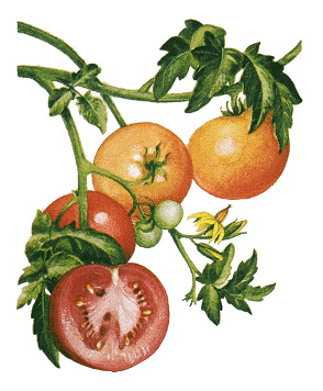 Tomatoes