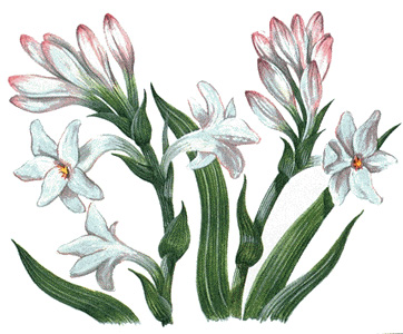 Tuberose