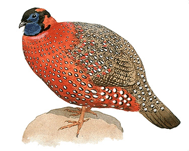 Tragopan