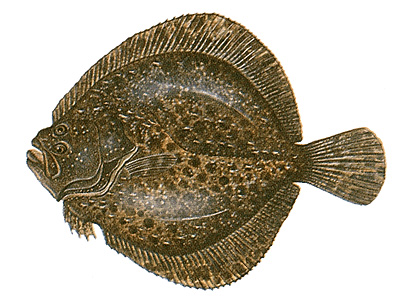 Flat-bodied turbot