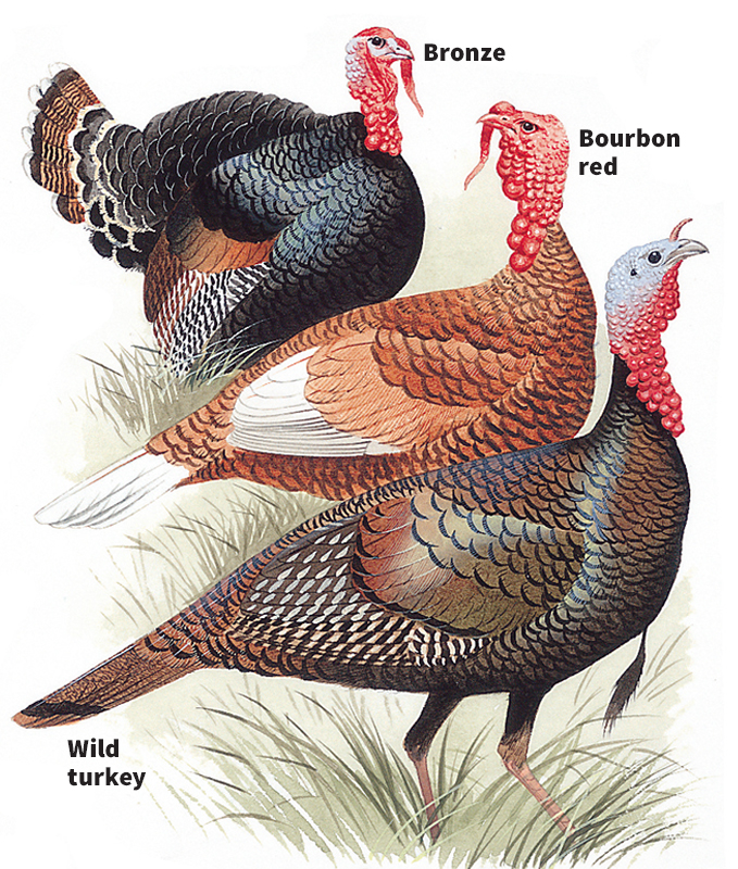 Common varieties of turkeys