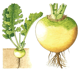 Turnips