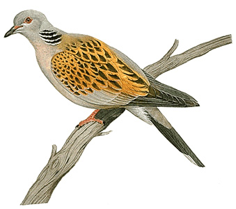 Turtle dove