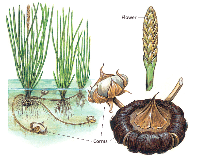 Chinese water chestnut