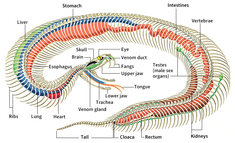 Anatomy of a snake