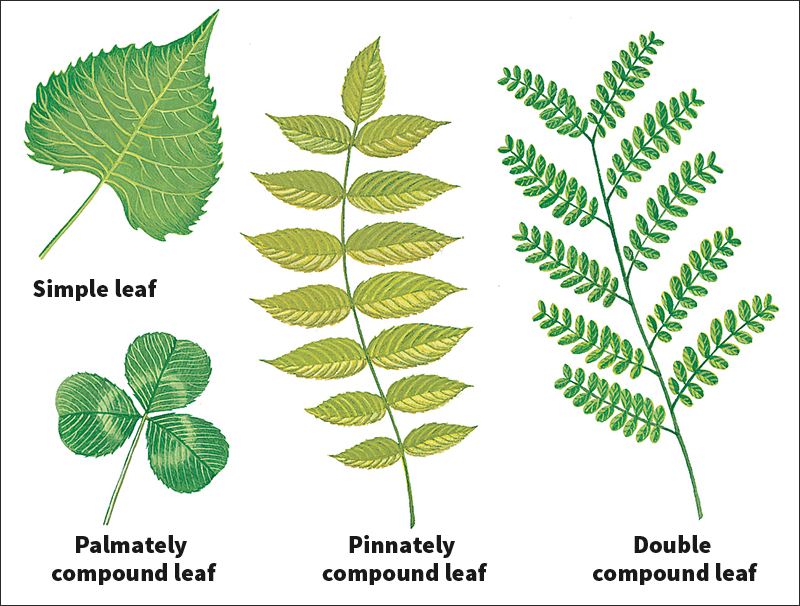 Simple and compound leaves