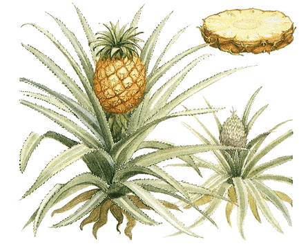 Pineapple plant